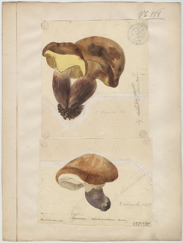 Paxille à pied noir ; champignon, Jean-Baptiste Barla, 1861