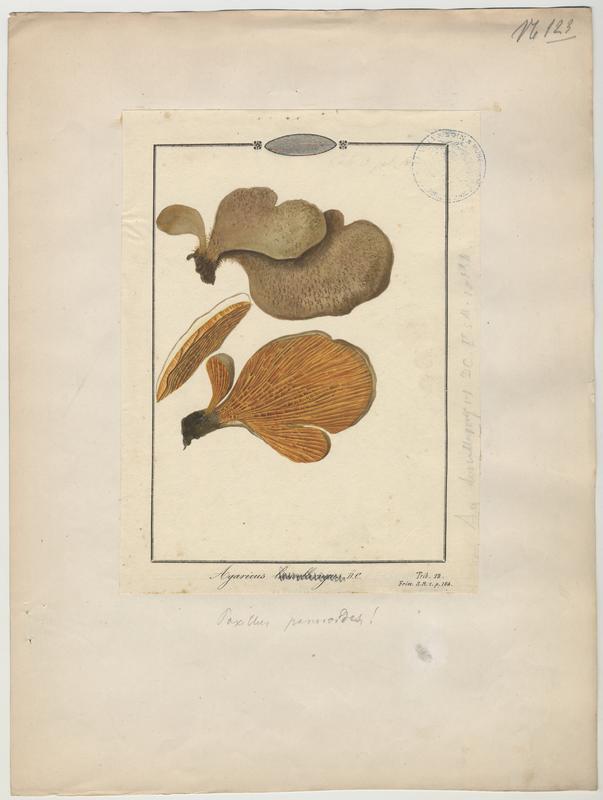 Agaric ; champignon, Jean-Baptiste Barla, 19e siècle