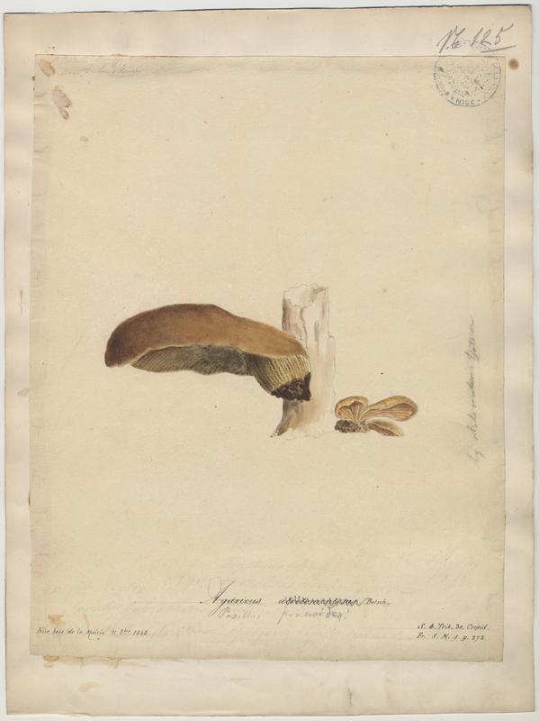 Paxille à pied noir ; champignon, Jean-Baptiste Barla, 1858