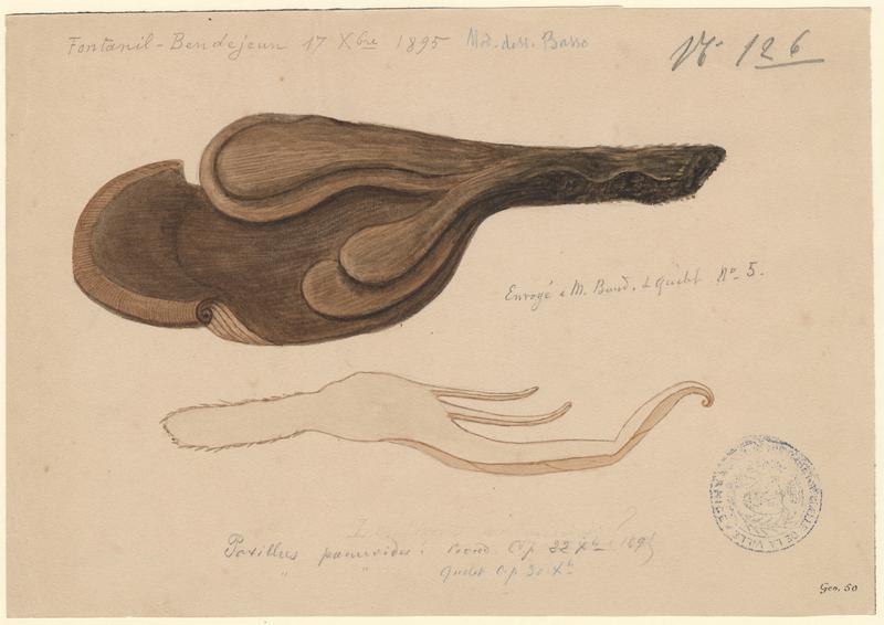 Paxille faux Panus ; champignon, P. Basso, 1895
