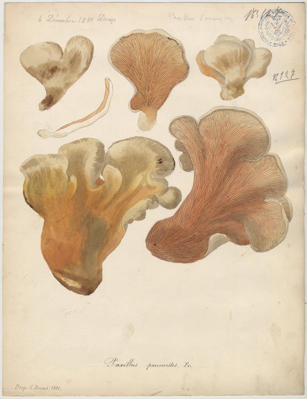 Paxille faux Panus ; champignon, Jean-Baptiste Barla, 1880