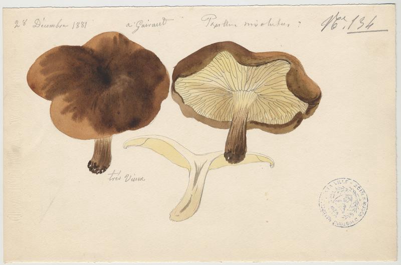 Paxille enroulé ; Chanterelle brune ; champignon_0