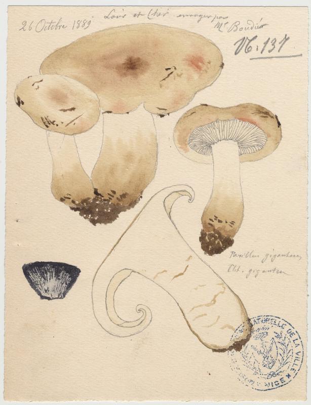 Paxille géant (?) ; champignon, Jean-Baptiste Barla, 1889