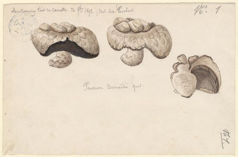 Psalliote des prés salés ; Psalliote de Bernard ; champignon, Charles Lombardi, 1892