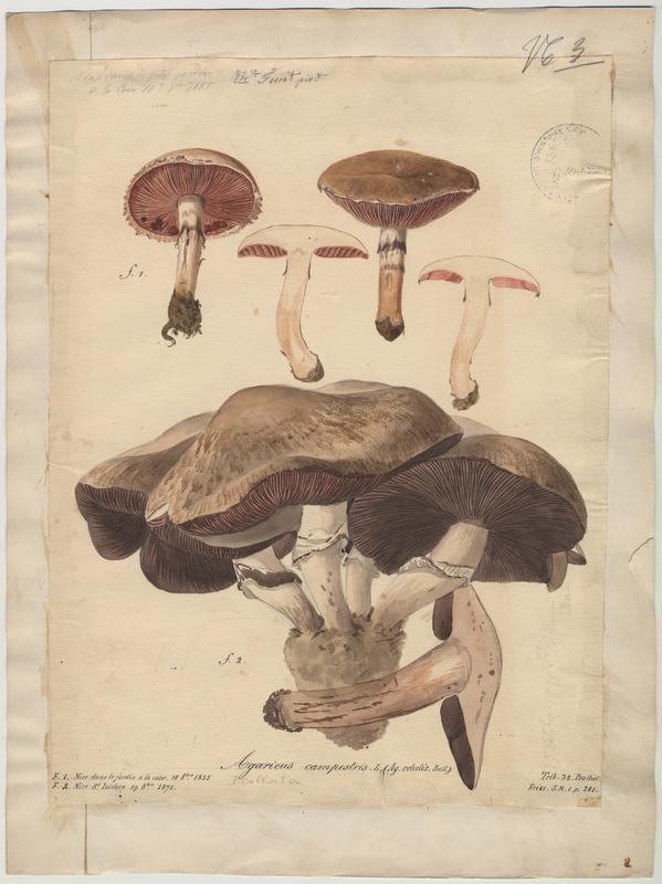 Psalliote champêtre ; Rosé-des-prés ; Agaric champêtre ; Agaric des prés ; Pratelle ; champignon, Vincent Fossat, 1855