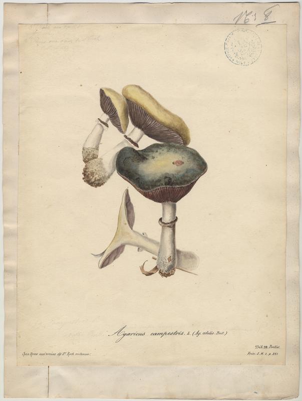 Psalliote champêtre ; Rosé-des-prés ; Agaric champêtre ; Agaric des prés ; Pratelle ; champignon, Jean-Baptiste Barla, 19e siècle