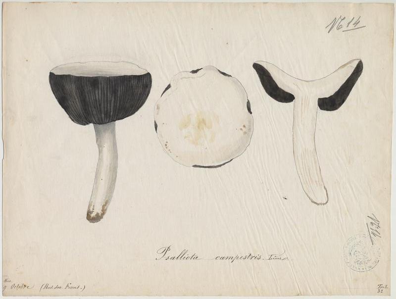 Psalliote champêtre ; Rosé-des-prés ; Agaric champêtre ; Agaric des prés ; Pratelle ; champignon, Vincent Fossat, 19e siècle