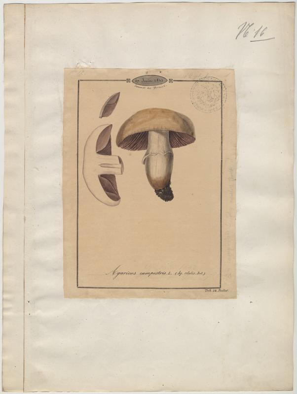 Psalliote champêtre ; Rosé-des-prés ; Agaric champêtre ; Agaric des prés ; Pratelle ; champignon_0