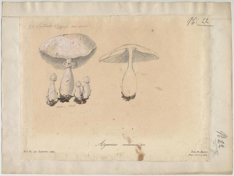 Lépiote couleur de craie (?) ; champignon, Jean-Baptiste Barla, 1862