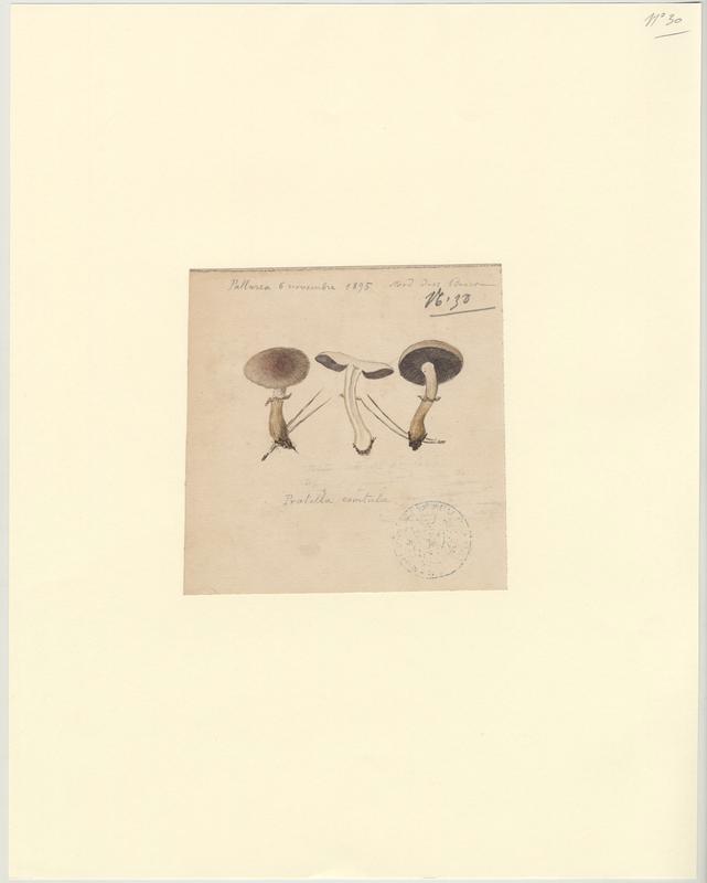 Pratelle ; Agaric ; champignon, P. Basso, 1895