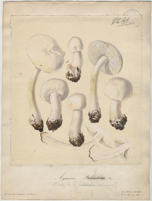 Tricholome colombette ; champignon, Jean-Baptiste Barla, 19e siècle