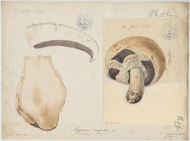 Psalliote impériale ; Agaric auguste ; Agaric impérial ; champignon, Jean-Baptiste Barla, 1862
