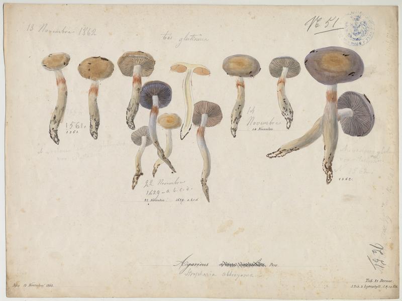 Cortinaire bleu jaunissant ; champignon_0