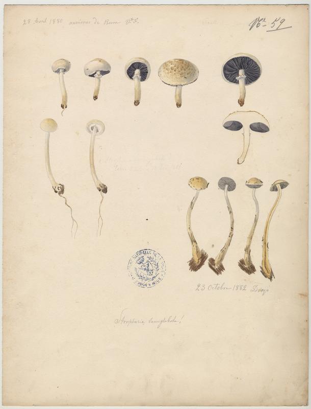 Strophaire hémisphérique ; champignon, Vincent Fossat, 1880