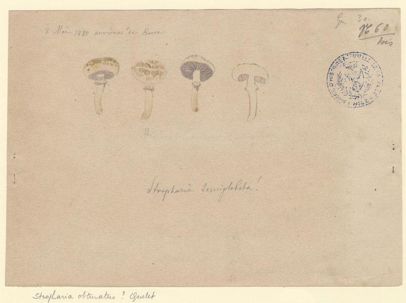 Strophaire hémisphérique ; champignon_0