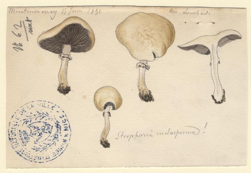 Strophaire à lames noires ; champignon, Charles Lombardi, 1891