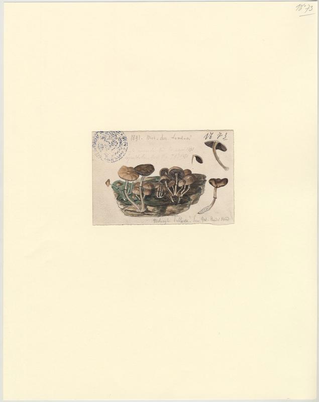 Psilocybe bulleux (?) ; champignon, Charles Lombardi, 1891