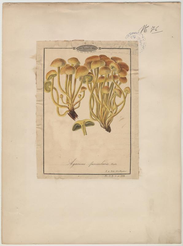 Agaric ; champignon, Jean-Baptiste Barla, 1842