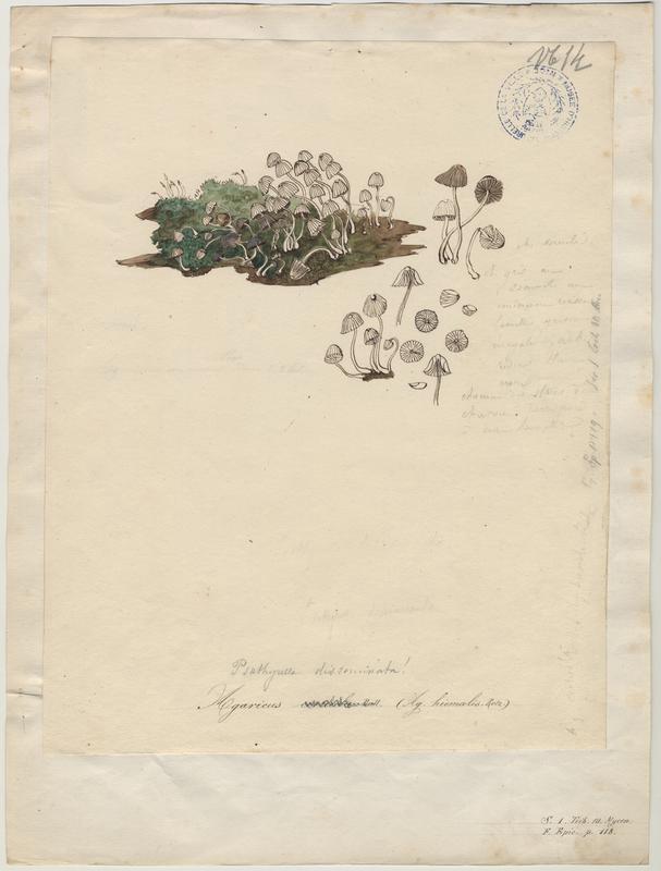 Agaric des écorces ; champignon, Jean-Baptiste Barla, 19e siècle