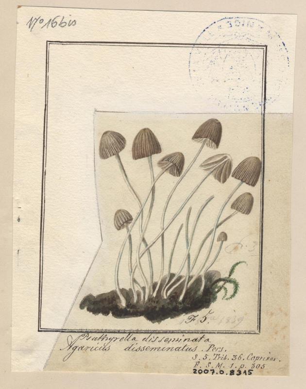 Coprin grégaire ; Coprin disséminé ; champignon, Jean-Baptiste Barla, 19e siècle