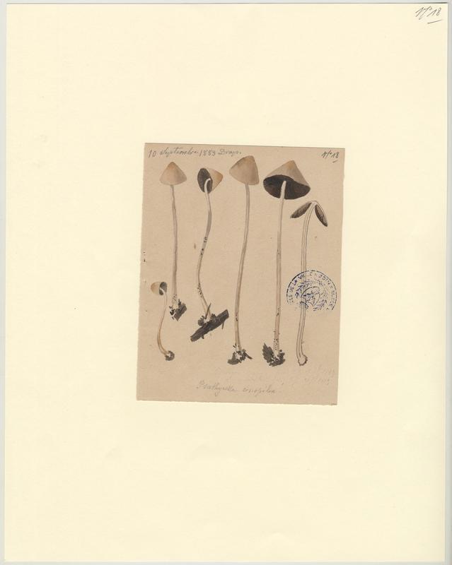 Psathyrelle conique ; champignon_0
