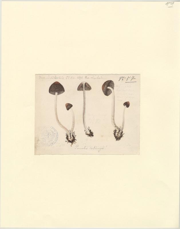 Panéole à marge dentée ; Panéole à bord denté ; Panéole papilionacé ; champignon, Charles Lombardi, 1891