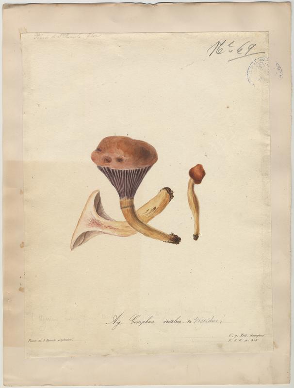 Gomphide rutilant ; Gomphide visqueux ; Clou rouge ; champignon, Jean-Baptiste Barla, 19e siècle
