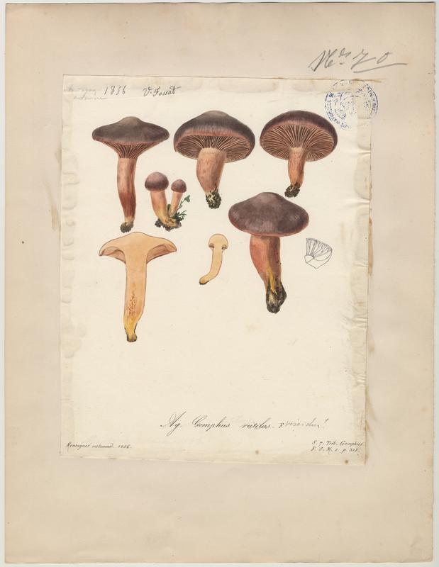 Gomphide rutilant ; Gomphide visqueux ; Clou rouge ; champignon, Vincent Fossat, 1856