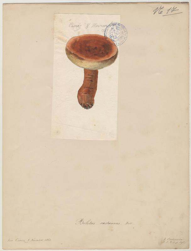 Bolet châtain ; champignon, Jean-Baptiste Barla, 1861