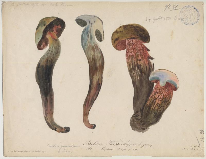 Bolet blafard ; champignon_0