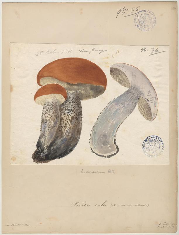 Bolet rude ; Bolet raboteux ; Bolet rugueux ; Cèpe gris ; champignon_0