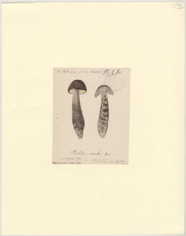 Bolet rude ; Bolet raboteux ; Bolet rugueux ; Cèpe gris ; champignon, Jean-Baptiste Barla, 1874