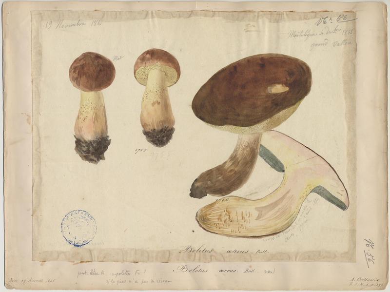 Cèpe bronzé ; Cèpe à tête noire ; champignon_0