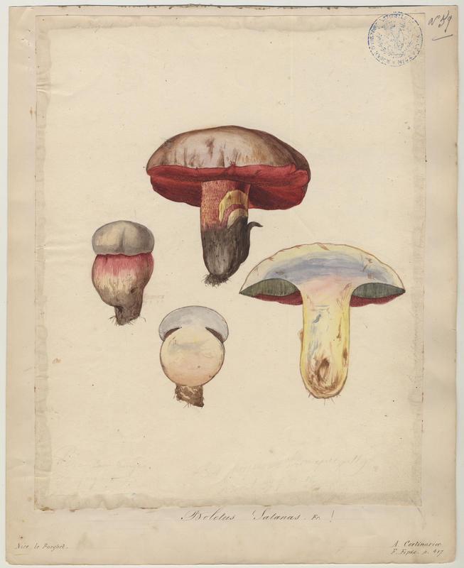 Bolet Satan ; Bolet de Satan ; champignon_0