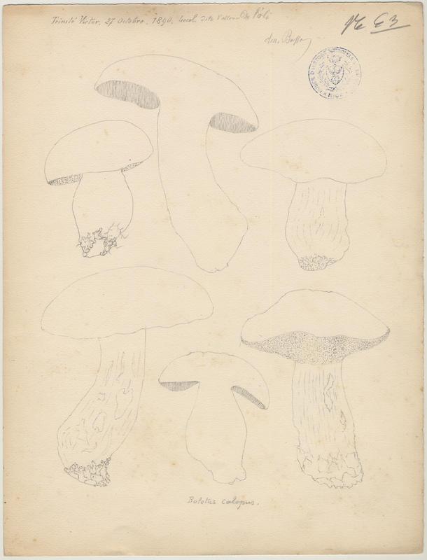 Bolet à beau pied ; champignon_0
