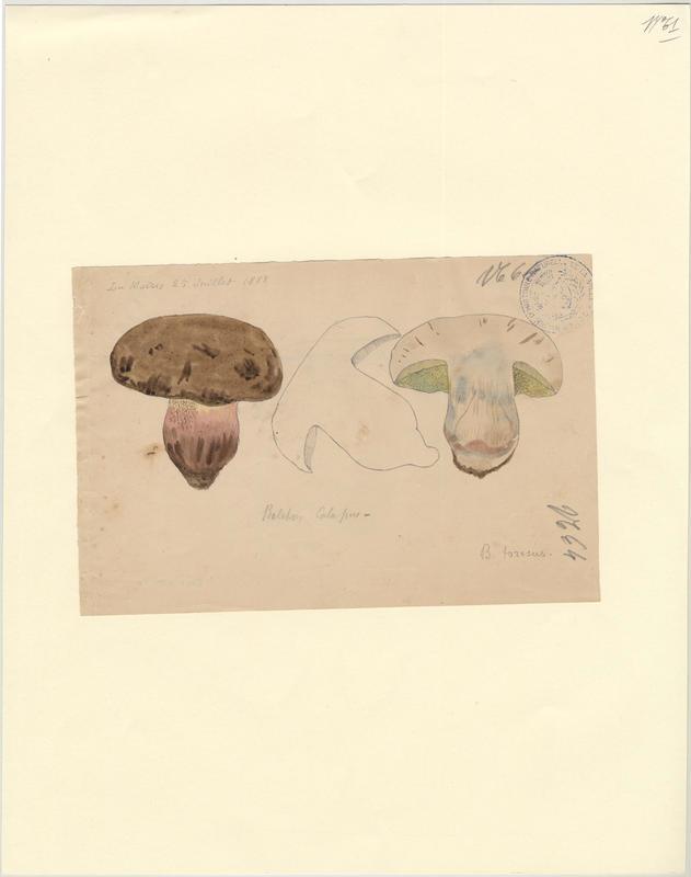 Bolet à beau pied ; champignon_0