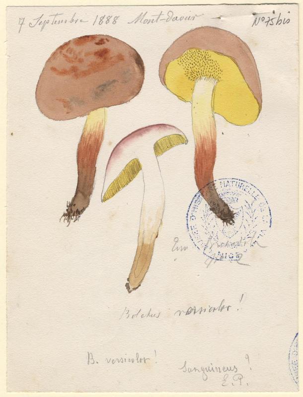 Bolet framboise ; Bolet rougeâtre ; champignon, Jean-Baptiste Barla, 1888