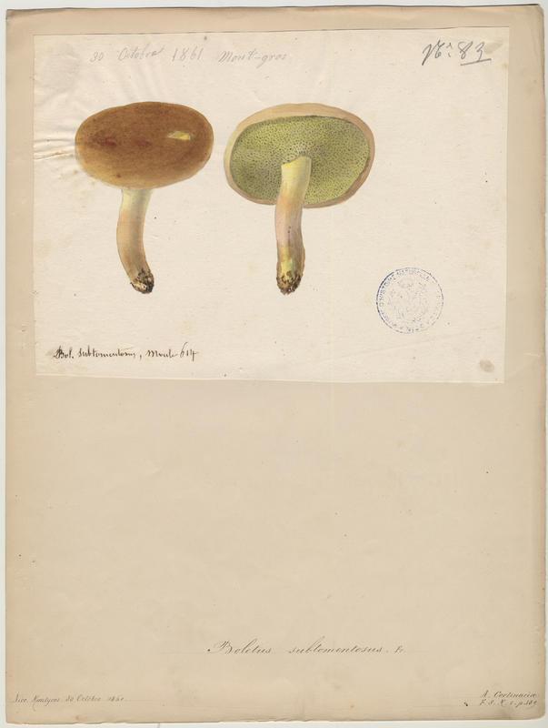 Bolet tomenteux ; Bolet velouté ; Cèpe mou ; champignon_0
