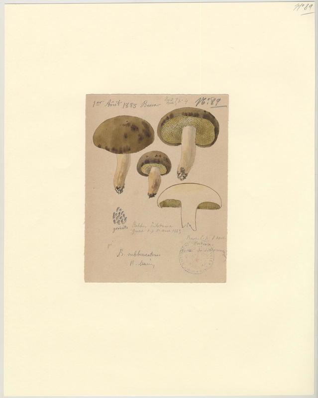 Bolet tomenteux ; Bolet velouté ; Cèpe mou ; champignon, Jean-Baptiste Barla, 1883