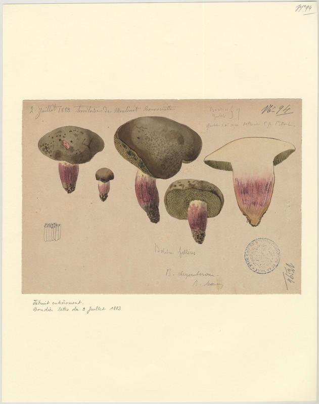 Bolet amer ; Bolet de fiel ; Chicotin ; Faux cèpe ; champignon_0