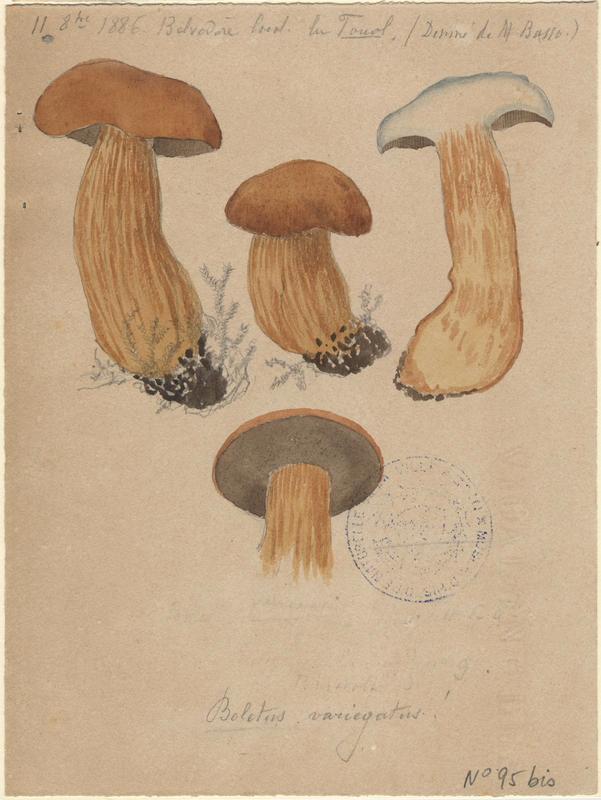 Bolet tacheté ; Bolet moucheté ; champignon, P. Basso, 1886