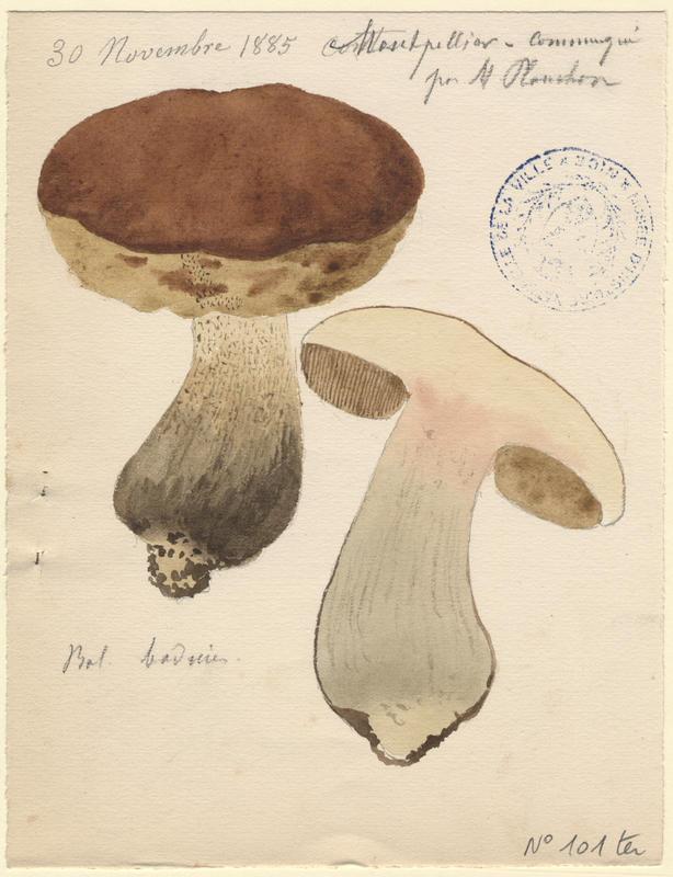Bolet bai ; champignon, Jean-Baptiste Barla, 1885