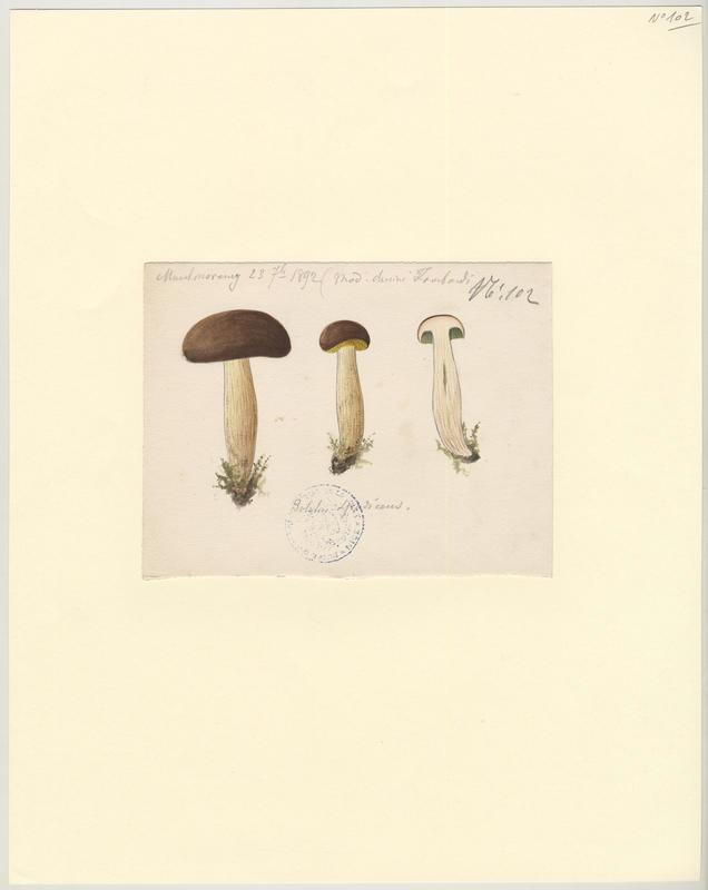 Bolet ferrugineux ; champignon, Charles Lombardi, 1892