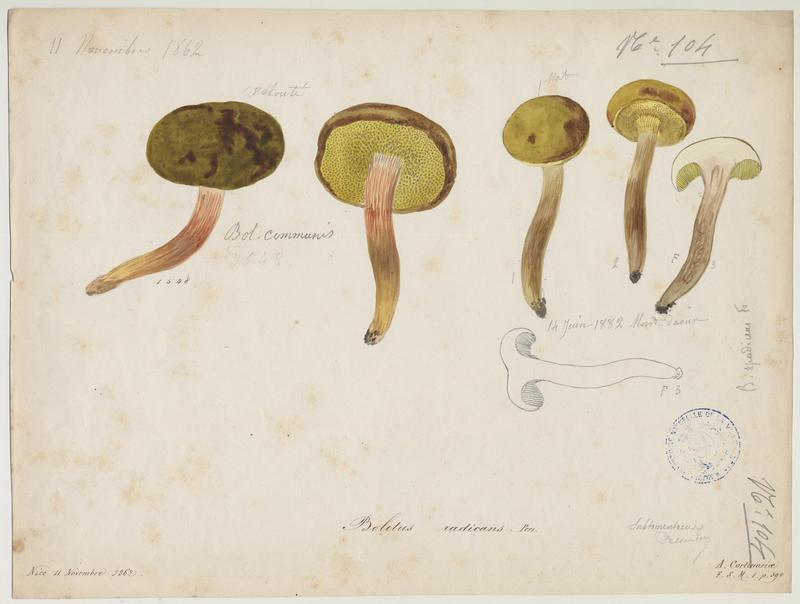 Bolet radicant ; champignon, Jean-Baptiste Barla, 1862