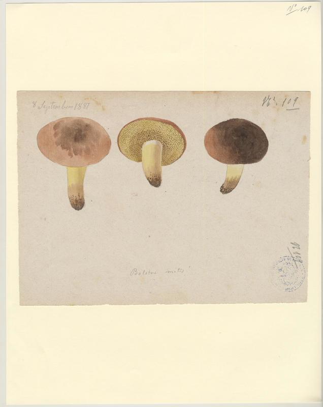 Bolet ; champignon, Jean-Baptiste Barla, 1881