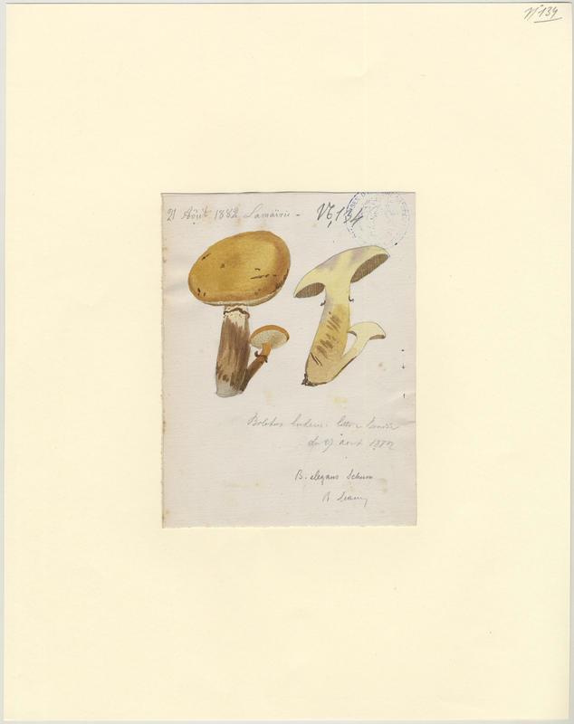 Bolet jaune ; Cèpe jaune ; Nonette voilée ; champignon_0