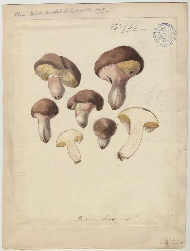 Nonnette voilée ; Bolet jaune ; Cèpe jaune ; champignon_0
