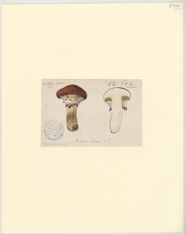 Nonnette voilée ; Bolet jaune ; Cèpe jaune ; champignon_0