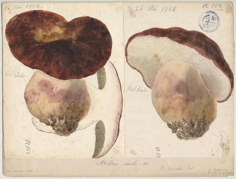 Cèpe de Bordeaux ; Gros-pied ; Potiron polonais ; champignon, Jean-Baptiste Barla, 1862