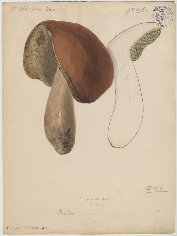 Cèpe de Bordeaux ; Gros-pied ; Potiron polonais ; champignon_0